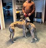 Spaanse (Galgo) dekreu, Particulier, Reu, 1 tot 2 jaar, Buitenland
