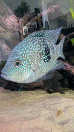 Herichthys carpintis/ Texas cichlide, Dieren en Toebehoren, Vis