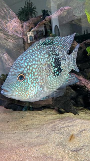 Herichthys carpintis/ Texas cichlide beschikbaar voor biedingen