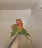 2 Agapornis fischerie pastel groen, Dieren en Toebehoren, Vrouwelijk, Dwergpapegaai of Agapornis