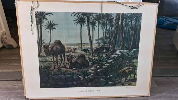 Onder de Dadelpalmen - Schoolplaat Natuur, Antiek en Kunst, Antiek | Schoolplaten, Natuur en Biologie, Ophalen of Verzenden