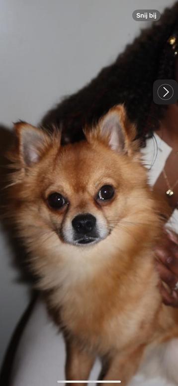 Dekreu Loki (Paméiaan x Chihuahua) gezond en lief! beschikbaar voor biedingen