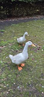 Knap koppel Peking eenden ( of 2 vrouwen ? ) van zorglocatie, Dieren en Toebehoren, Pluimvee, Meerdere dieren, Eend