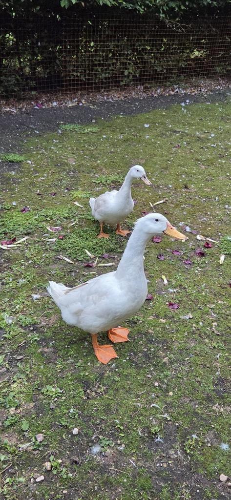 Knap koppel Peking eenden ( of 2 vrouwen ? ) van zorglocatie, Dieren en Toebehoren, Pluimvee, Eend, Meerdere dieren