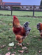 Brahma Haan, Dieren en Toebehoren, Pluimvee, Mannelijk, Kip