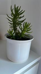 Cactus plant met pot €8, Ophalen, Cactus, Minder dan 100 cm