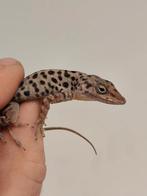 Anolis sabanus koppel (Houten 1 juni), Hagedis