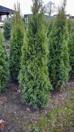 Conifeer Thuja occidentalis 'Smaragd' 🌲, Ophalen, Conifeer, 100 tot 250 cm