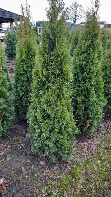 Conifeer Thuja occidentalis 'Smaragd' 🌲 beschikbaar voor biedingen