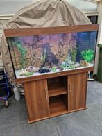 geheel complete juwel rio 350 led met alles erop en eraan, Dieren en Toebehoren, Ophalen, Gebruikt, Gevuld zoetwateraquarium