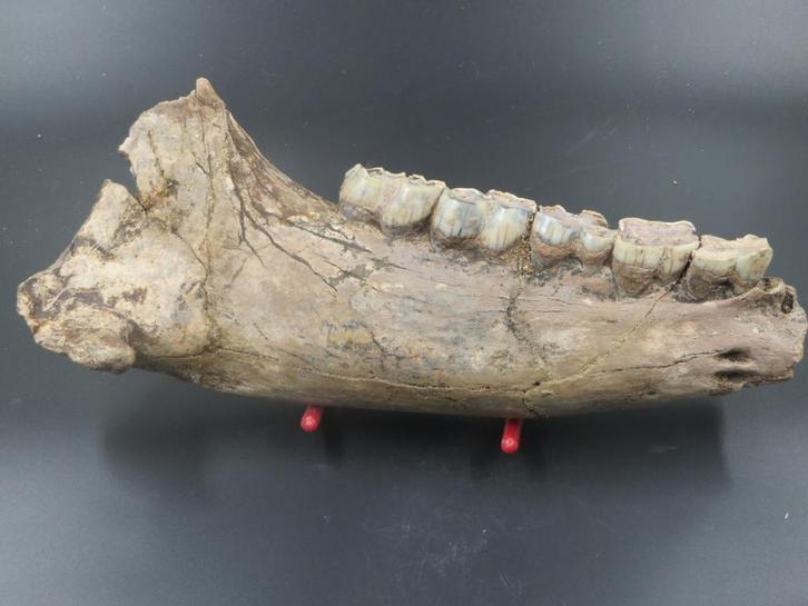 Kaakdeel neushoorn, Verzamelen, Mineralen en Fossielen, Fossiel, Ophalen of Verzenden