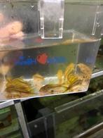 30 volwassen corydora goldline, Vis, Zoetwatervis, Schoolvis