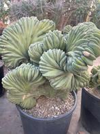 Cactus Myrtillocactus Geometrizans Cristaat Monstruosa, Ophalen of Verzenden, Minder dan 100 cm, Bloeiende kamerplant, Volle zon
