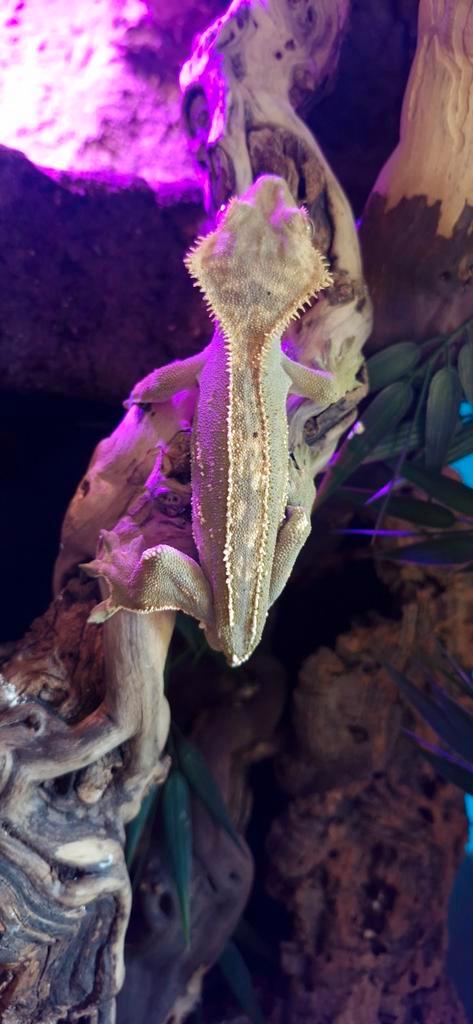Kweekkoppel wimpergekkos met blue lagoon terrarium, Dieren en Toebehoren, Reptielen en Amfibieën, Hagedis, 3 tot 6 jaar, Met terrarium