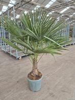 Trachycarpus Fortunei palmboom pot32, 100 tot 250 cm, Zomer, Palmboom, Ophalen