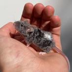 Kleurmuizen, Langhaar, Texel en bont, Dieren en Toebehoren, Knaagdieren, Juni, Muis, Meerdere dieren, Tam