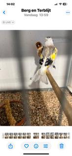Mooi bewezen koppel van 2022 te koop, Dieren en Toebehoren, Vogels | Overige Vogels, Meerdere dieren, Wildzangvogel