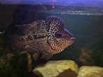 Flowerhorn, Dieren en Toebehoren, Vis, Zoetwatervis