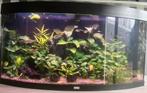Juwel Vision 260 aquarium, Dieren en Toebehoren, Vissen | Aquaria en Toebehoren, Gebruikt, Ophalen of Verzenden, Leeg aquarium