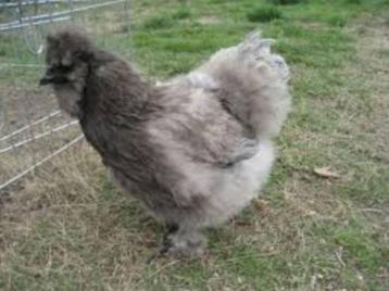 Zijdehoen kippen. beschikbaar voor biedingen