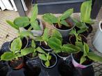 Stekjes bananenplant, Huis en Inrichting, Kamerplanten, Minder dan 100 cm, Fruitplant, Volle zon, Ophalen