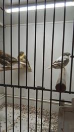 Glosters, Dieren en Toebehoren, Meerdere dieren, Postuurkanarie