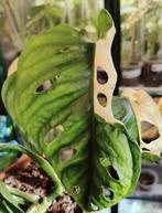 Monstera Adansonii Albo Variegata Half Moon, Overige soorten, In pot, Minder dan 100 cm, Groene kamerplant