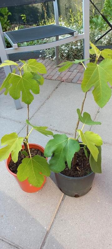 2 PRACHTIGE VIJG PLANT/STRUIK/BOOM BROWN TURKEY 2 1/2 JR OUD beschikbaar voor biedingen