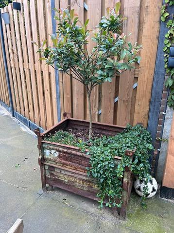 Stalen stapelbak met planten 80x60cm beschikbaar voor biedingen