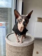 Herplaatser sphynx, Kater, Gechipt, 6 jaar of ouder