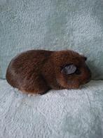 Cavia zeug, Cavia, Vrouwelijk, Mei, Tam