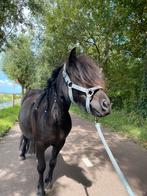 Stamboek shetlander te koop, Ophalen, Overige soorten