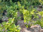 Laurier haag planten Prunus, Ophalen, Laurier, 100 tot 250 cm