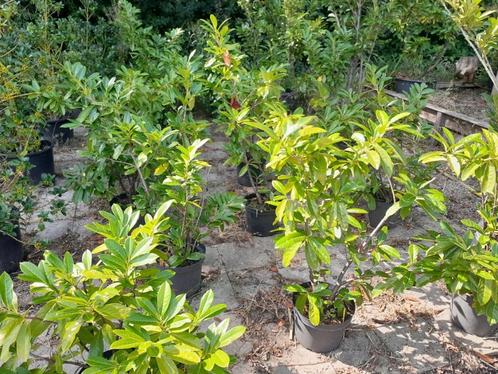 Laurier haag planten Prunus, Tuin en Terras, Planten | Struiken en Hagen, Laurier, 100 tot 250 cm, Ophalen