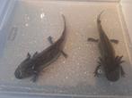 Axolotls, Vis, Zoetwatervis