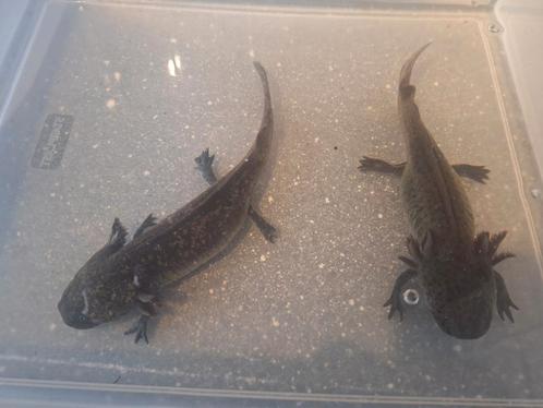 Axolotls, Dieren en Toebehoren, Vissen | Aquariumvissen, Zoetwatervis, Vis