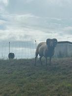 3 Ouessant rammen, Dieren en Toebehoren, Schapen, Geiten en Varkens, Mannelijk, Schaap