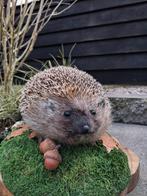 Opgezette egel NIEUW, Ophalen of Verzenden, Nieuw, Vogel, Opgezet dier