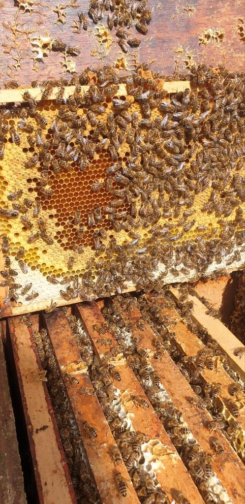 Gezocht thuis voor bijen - vergoeding in honing!, Dieren en Toebehoren, Insecten en Spinnen, Bijen