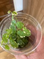 Terrariumplant ficus pimula variegata, Ophalen of Verzenden, Ficus, Minder dan 100 cm