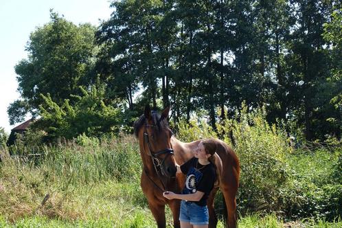 Verzorg pony gezocht, Dieren en Toebehoren, Paarden en Pony's | Verzorgingsproducten, Ophalen of Verzenden
