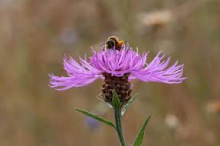 zaden voor knoopkruid, Tuin en Terras, Bloembollen en Zaden, Zaad, Gehele jaar, Volle zon, Ophalen of Verzenden