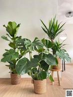 3 for 120 - Ficus , Monstera & Yucca, Ophalen of Verzenden, In pot, Halfschaduw, Minder dan 100 cm