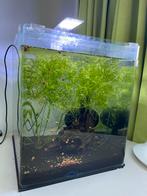 Aquarium compleet ingedraaid incl: high grade bloody mary’s, Dieren en Toebehoren, Vissen | Aquaria en Toebehoren, Ophalen, Zo goed als nieuw