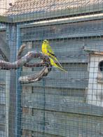 Bonte elegant man forse vogel, Dieren en Toebehoren, Vogels | Parkieten en Papegaaien, Mannelijk, Parkiet, Geringd