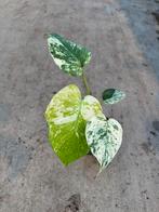 Monstera white monster Variegata, Ophalen of Verzenden, Halfschaduw, Minder dan 100 cm
