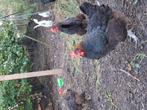 4 marans hennen, Dieren en Toebehoren, Pluimvee, Vrouwelijk, Kip