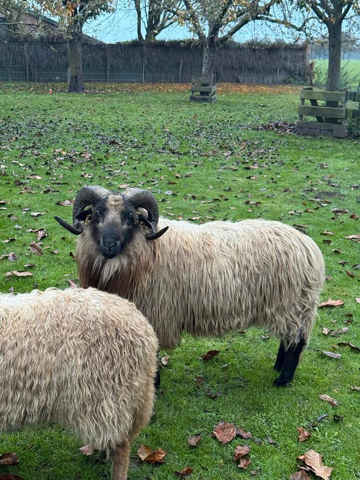Drenthe Heideschaap Dassekop, Dieren en Toebehoren, Schapen, Geiten en Varkens, Schaap, Mannelijk