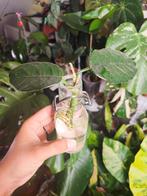 Hoya globulosa (villosa), Huis en Inrichting, Kamerplanten, Ophalen of Verzenden, Overige soorten, Minder dan 100 cm