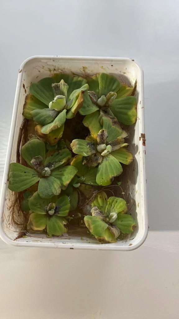 Aquarium drijfplantjes, Dieren en Toebehoren, Vissen | Aquaria en Toebehoren, Leeg aquarium, Ophalen of Verzenden